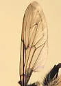 Criorhina caudata - photo 4