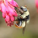 Criorhina caudata - photo 5