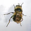 Criorhina coquilletti