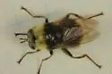 Criorhina coquilletti - photo 2