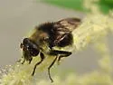 Criorhina coquilletti - photo 3