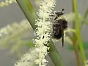Criorhina coquilletti - photo 4