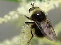 Criorhina coquilletti - photo 5