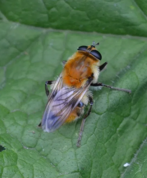 Criorhina floccosa