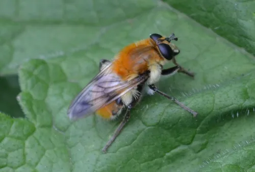 Criorhina floccosa - photo 2