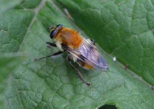Criorhina floccosa - photo 3
