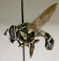 Criorhina fusca