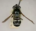 Criorhina fusca - photo 2