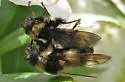 Criorhina kincaidi - photo 2