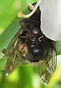 Criorhina kincaidi - photo 3