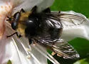 Criorhina kincaidi - photo 4