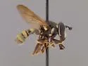 Criorhina nasica