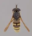 Criorhina nasica - photo 2