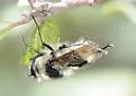 Criorhina nigripes