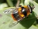 Criorhina nigripes - photo 2