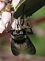 Criorhina nigripes - photo 3
