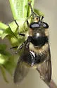 Criorhina nigripes - photo 4