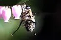 Criorhina nigripes - photo 5