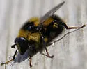 Criorhina nigriventris - photo 2
