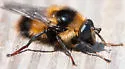 Criorhina nigriventris - photo 3