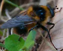 Criorhina nigriventris - photo 4