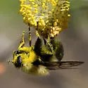 Criorhina nigriventris - photo 5