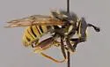 Criorhina occidentalis
