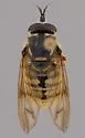 Criorhina occidentalis - photo 2