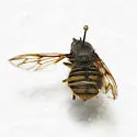 Criorhina occidentalis - photo 3