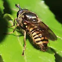 Criorhina occidentalis - photo 4