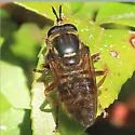 Criorhina occidentalis - photo 5