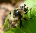Criorhina tricolor - photo 2