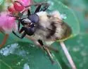 Criorhina tricolor - photo 3
