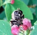 Criorhina tricolor - photo 4