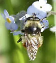 Criorhina tricolor - photo 5