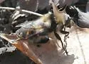 Criorhina verbosa