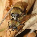 Criorhina verbosa - photo 2