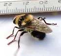 Criorhina verbosa - photo 3