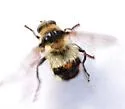 Criorhina verbosa - photo 4