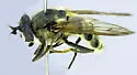 Criorhina villosa