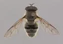 Criorhina villosa - photo 2