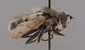 Criorhina villosa - photo 3