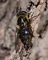 Criorhina villosa - photo 4