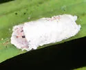 Bald Cypress Mealybug