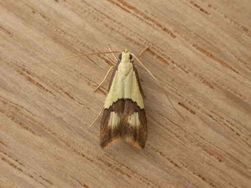 Crocanthes glycina