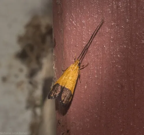 Crocanthes micradelpha - photo 4