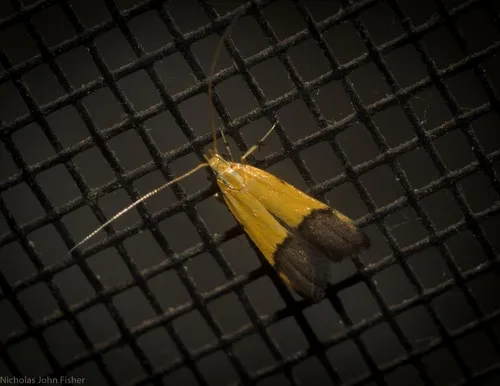 Crocanthes micradelpha - photo 5