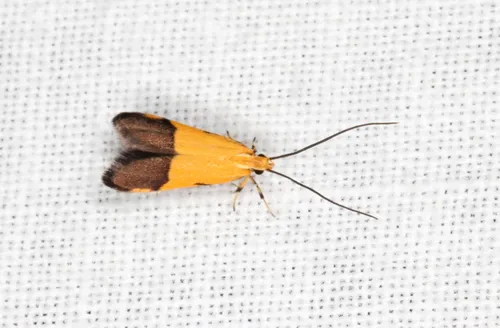 Crocanthes micradelpha - photo 6