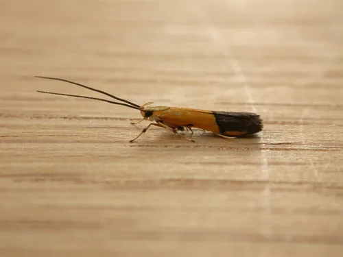 Crocanthes micradelpha - photo 7