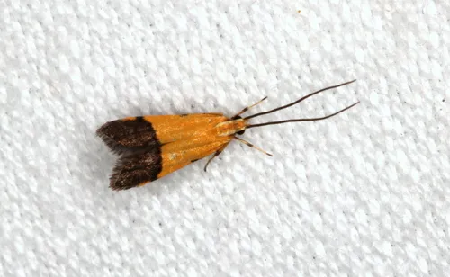 Crocanthes micradelpha - photo 8